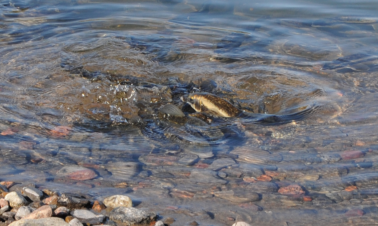 spawning suckers at quarry on Pink Road, Gatineau, 10 May 2011