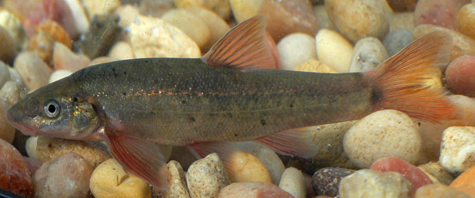 Rhinichthys cataractae, 9.2 cm TL, Meech Creek at Cowden Road, 18 August 2004. 
Photo: Brian W. Coad.
