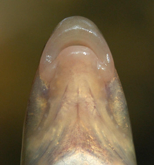 Rhinichthys cataractae mouth, 9.2 cm TL, Meech Creek at Cowden Road, 18 August 2004. 
Photo: Brian W. Coad.