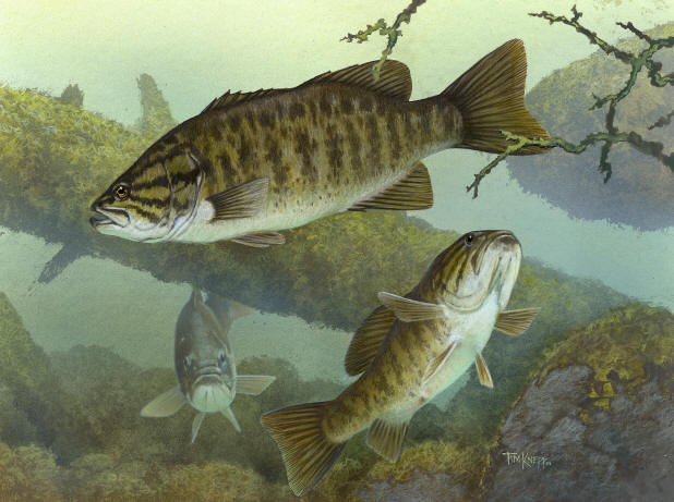 Smallmouth Bass2 jpg