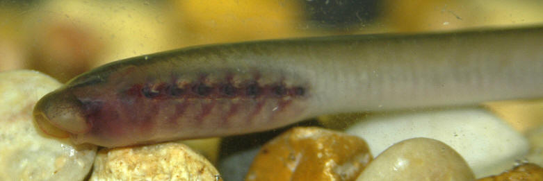 Lampetra appendix, ammocoete, Riviere Rouge, Quebec, 12 June 2006. Photo: Brian W. Coad.