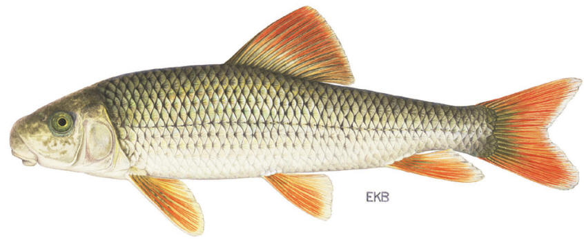 Moxostoma valenciennesi, courtesy of the New York State Department of Environmental 
Conservation.