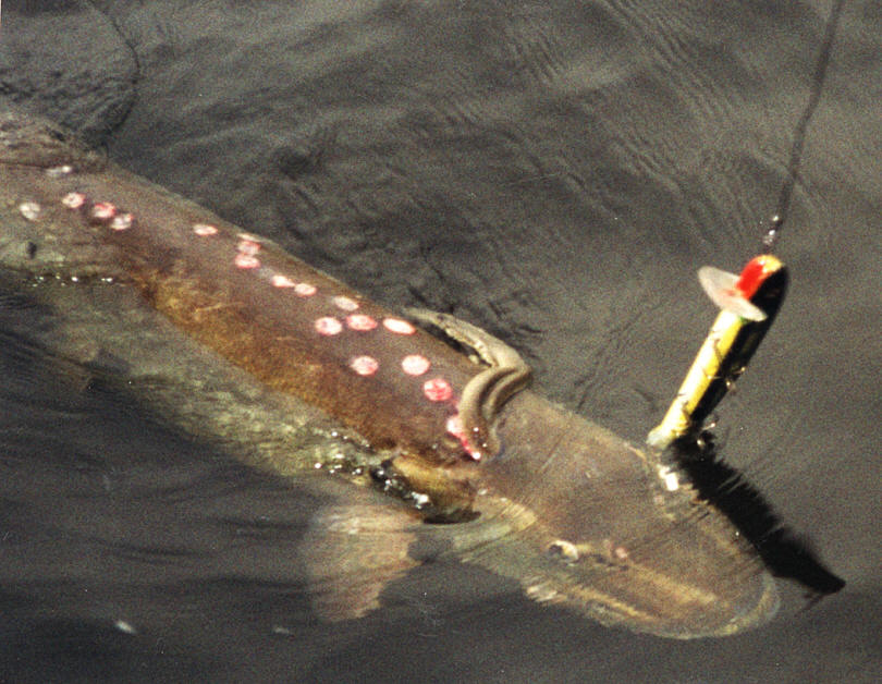 Ichthyomyzon unicuspis and scars on Esox masquinongy, Ontario, Ottawa River offshore from L'Orignal Bay, 
October 1997. Photo: Courtesy of Claude B. Renaud.