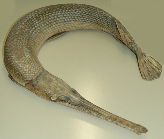 Lepisosteus osseus, dried specimen from Shirley's Bay, Ottawa River. Photo: Brian W. Coad.