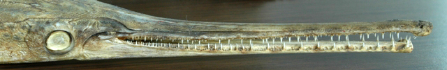 Lepisosteus osseus, dried specimen from Shirley's Bay, Ottawa River. Photo: Brian W. Coad.