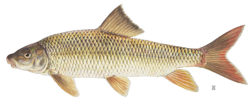 Moxostoma macrolepidotum, courtesy of the New York State Department of Environmental 
Conservation.