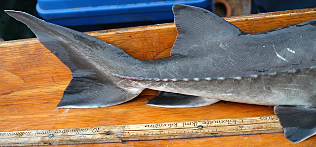 Acipenser fulvescens, 116.9 cm total length, Ottawa River at Chats Falls Generating Station, 14 June 2004. Photo: Brian W. Coad.