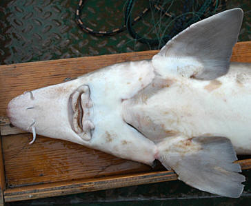 Acipenser fulvescens, 117.5 cm total length, Ottawa River at Chats Falls Generating Station, 14 June 2004. Photo: Brian W. Coad.