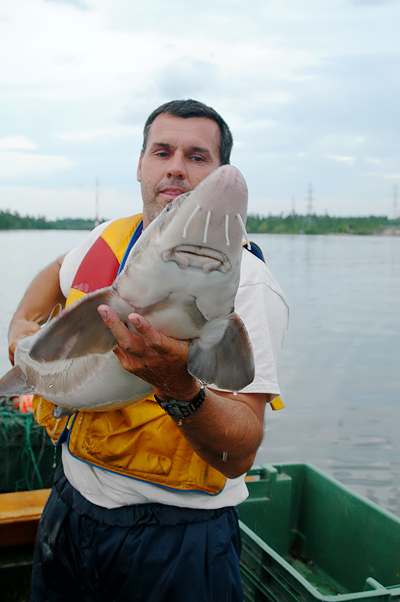 Acipenser fulvescens held by Tim Haxton, 117.5 cm total length, Ottawa River at Chats Falls Generating Station, 14 June 2004. 
Photo: Brian W. Coad.