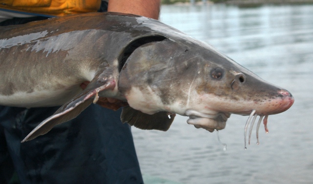 Acipenser fulvescens, 116.9 cm total length, Ottawa River at Chats Falls Generating Station, 14 June 2004. Photo: Brian W. Coad.
