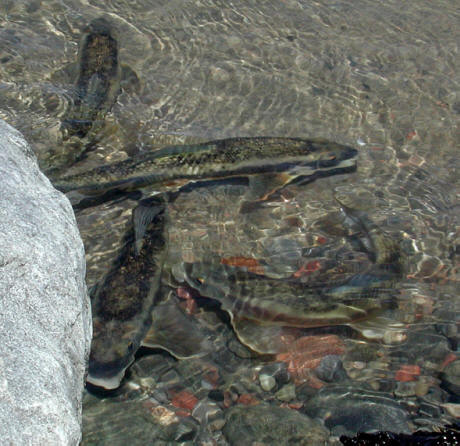 Catostomus commersonii, spawning at a quarry edge,Chemin Auguste Mondoux, Gatineau, 3 May 2001. 
Photo: Brian W. Coad.