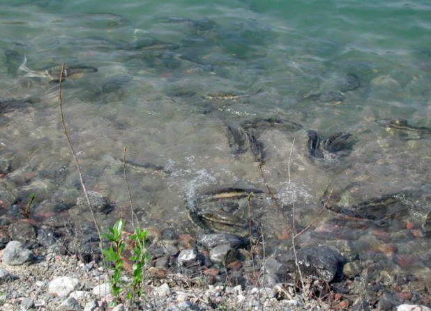 Catostomus commersonii, spawning at a quarry edge,Chemin Auguste Mondoux, Gatineau, 3 May 2001. 
Photo: Brian W. Coad.