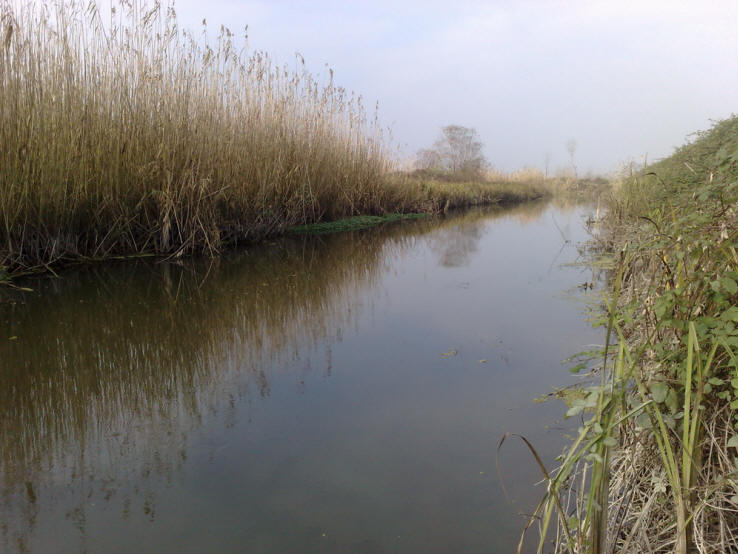 Drainage canal near Abkenar, Anzali Mordab, courtesy of S. Nouripanah