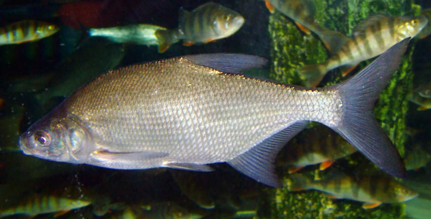 Abramis brama, aqaurium fish. Wikimedia Commons.