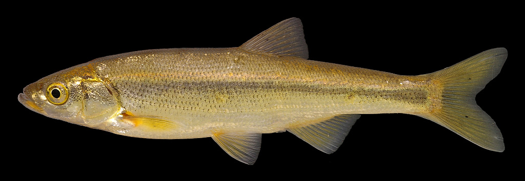 Kor River, courtesy of Jörg Freyhof