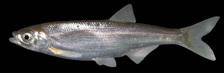 Tajan River, courtesy of Jörg Freyhof