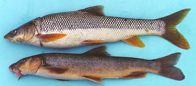 L. capito (above) and L. mursa (below) Aras River, 2 October 1994,