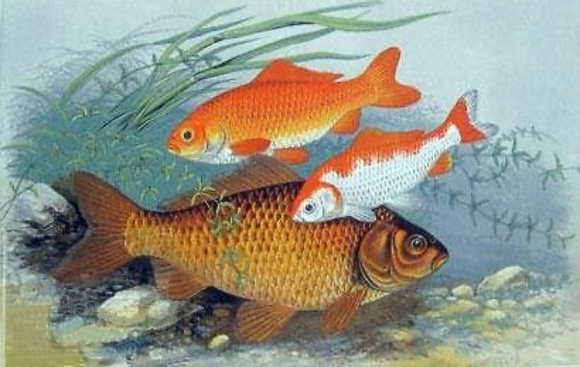 Carassius auratus from British Fresh-Water Fishes by Rev. William Houghton (1879).
