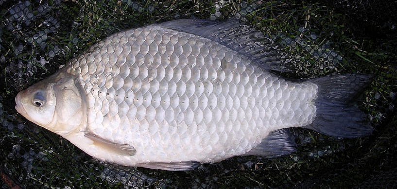 Carassius auratus from Wikimedia Commons.