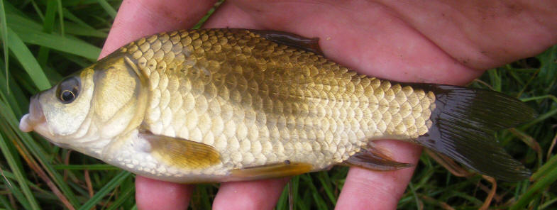 Carassius carassius from Wikimedia Commons.