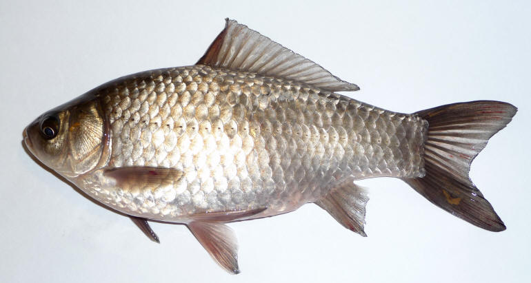 Carassius gibelio from Wikimedia Commons.