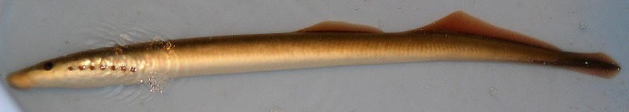 Caspian lamprey, Shirud River, photo courtesy H. Nazari.