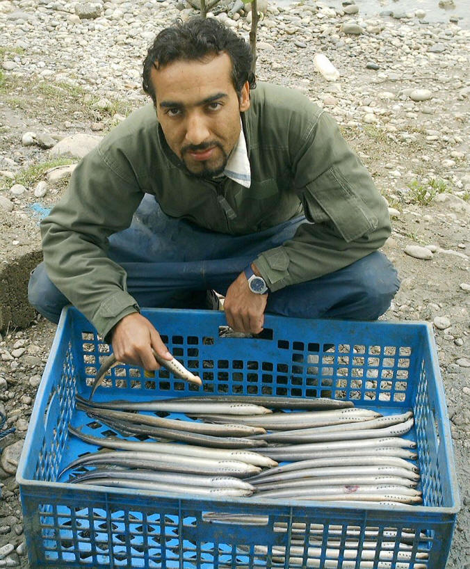 Caspian lampreys, Shirud River, photo courtesy H. Nazari.