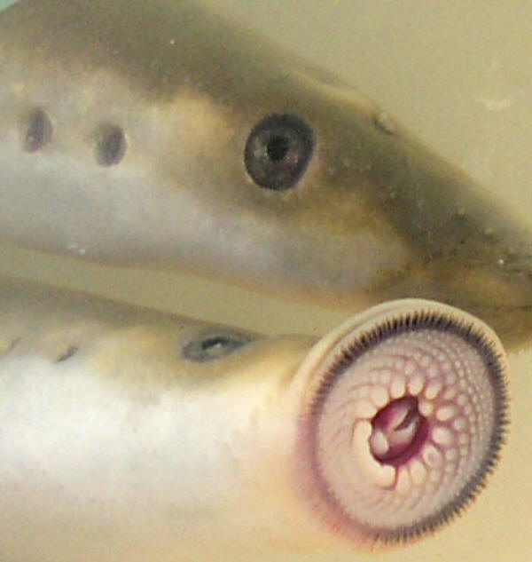 Caspian lamprey disc, photo courtesy H. Nazari.