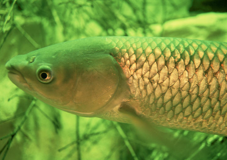 U.S. Fish and Wildlife Service