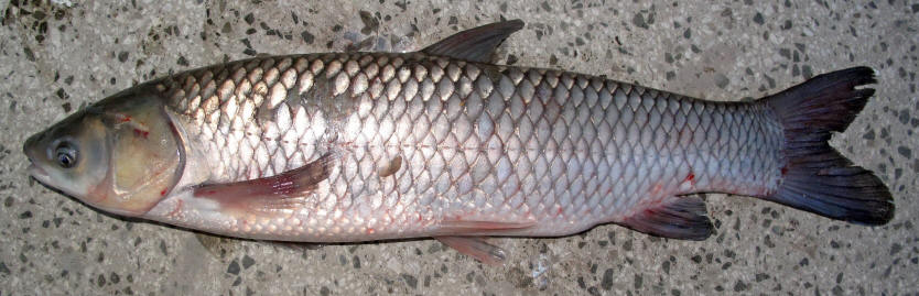 http://commons.wikimedia.org/wiki/File:Ctenopharyngodon_idella.jpg