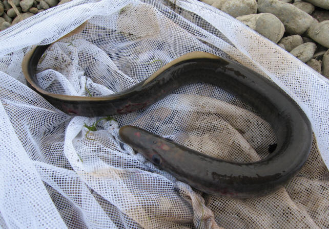 Caspiomyzon wagneri adult, courtesy of Afshin Afzali, University of Tehran.