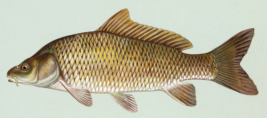 Duane Raver, U.S. Fish and Wildlife Service