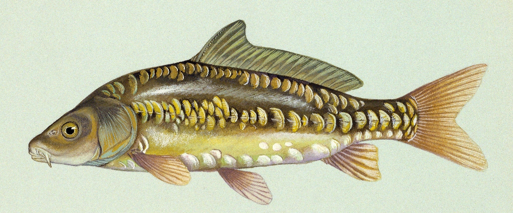 Mirror carp, Duane Raver, U.S. Fish and Wildlife Service