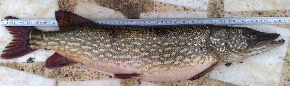 Female, 64 cm and 3.5 kg, from drainage canal near Abkenar, Anzali Mordab, courtesy of S. Nouripanah