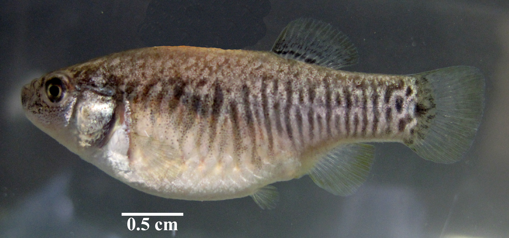 Female, courtesy of Z. Gholami, A. Gholamifard and R. Zarei