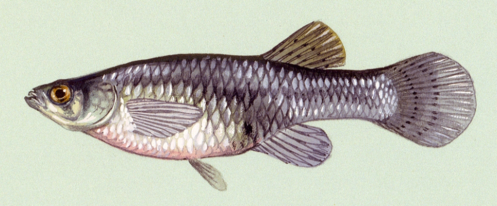 Duane Raver, U.S. Fish and Wildlife Service
