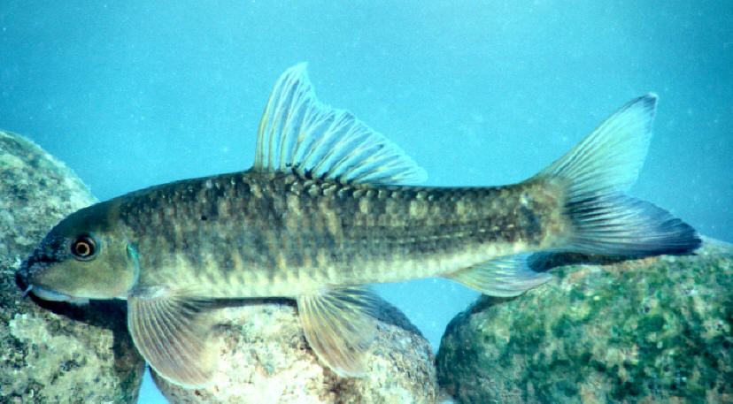 Garra rufa courtesy of F. Krupp, Senckenberg Museum, Frankfurt.