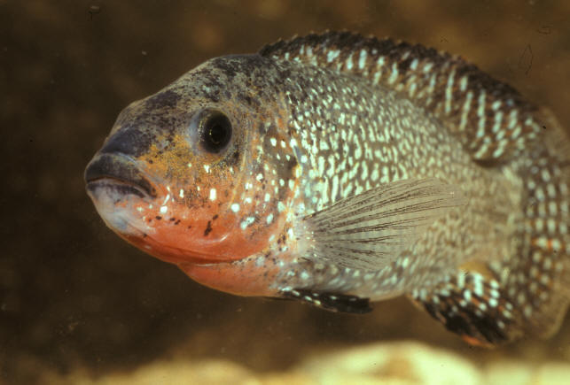 Colour photograph of male courtesy of Thomas Schulz