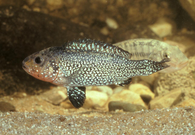 Colour photographs of males (females in background) courtesy of Thomas Schulz