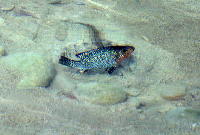 Spawning site photographs courtesy of Thomas Schulz