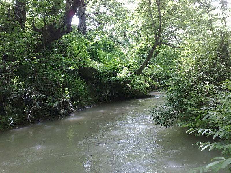 Lakan River, Anzali Mordab basin, courtesy of S. Nouripanah