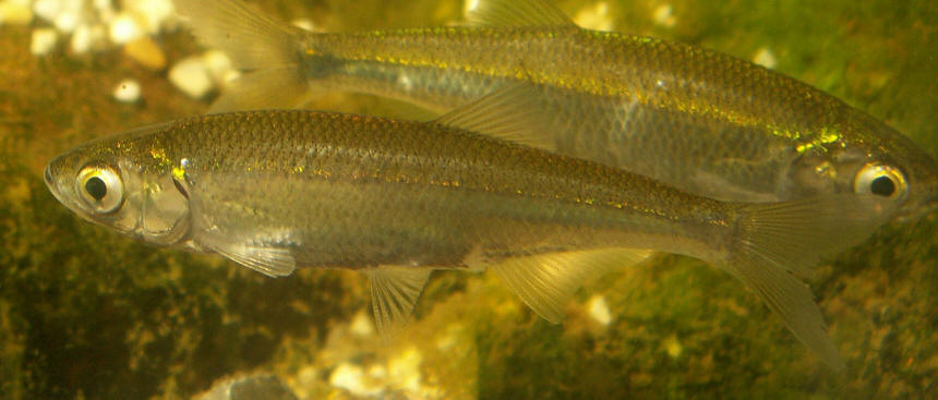 Leucaspius delineatus from Wikimedia Commons.