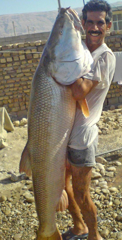 Seymarreh River, Ilam, 29 June 2010, courtesy of H. Abbasi and B. Kiabi