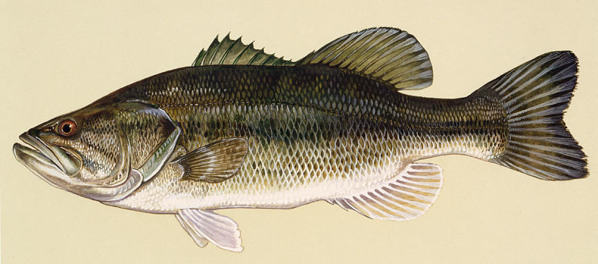 U.S. Fish and Wildlife Service, courtesy of Duane Raver