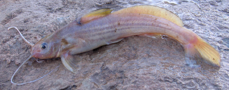 Photograph from Khuzestan, courtesy of A. Afzali