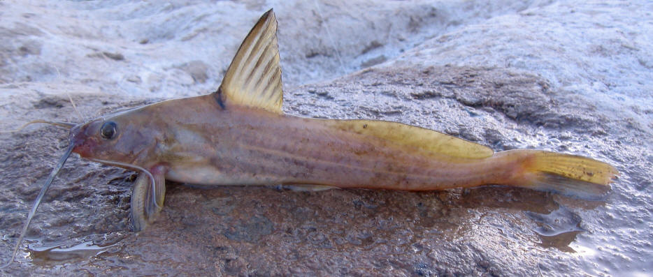 Photograph from Khuzestan, courtesy of A. Afzali