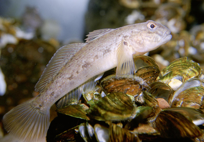 Neogobius melanostomus from Wikimedia Commons.