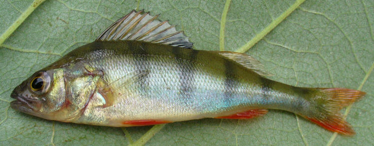 Perca fluviatilis from Wikimedia Commons.