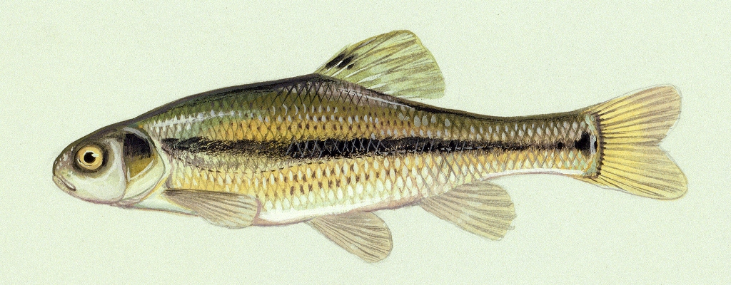 Duane Raver, U.S. Fish and Wildlife Service