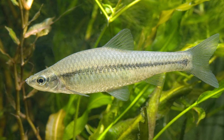 Pseudorasbora parva from Wikimedia Commons.